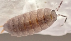 Porcellionides pruinosus