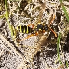 Nomada fucata