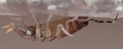 Porcellionides pruinosus