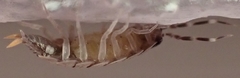 Porcellionides pruinosus