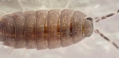Porcellionides pruinosus