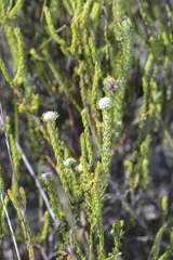 Phylica selaginoides