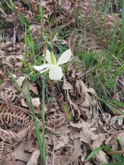 Narcissus triandrus