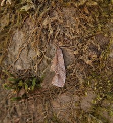 Coleophora siccifolia