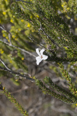 Adenandra obtusata
