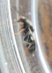 Monodontomerus obscurus