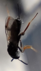 Monodontomerus obscurus