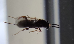 Monodontomerus obscurus