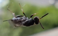 Monodontomerus obscurus