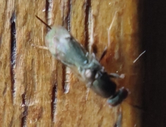 Monodontomerus obscurus