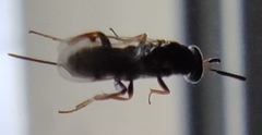Monodontomerus obscurus