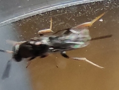 Monodontomerus obscurus