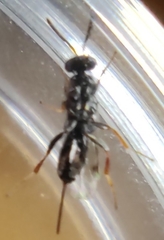 Monodontomerus obscurus