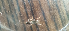 Monodontomerus obscurus