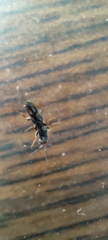 Monodontomerus obscurus