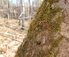 Coleophora siccifolia