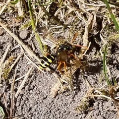 Nomada fucata