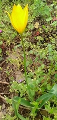 Tulipa sylvestris australis