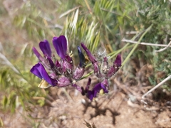 Astragalus vesicarius