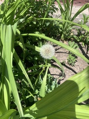 Taraxacum officinale