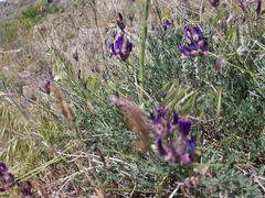 Astragalus vesicarius