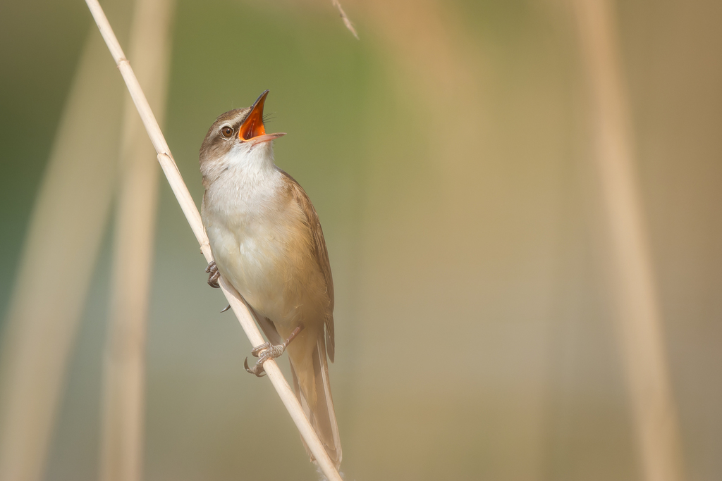 Great Reed Warbler