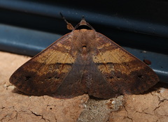 Ophyx eurrhoa