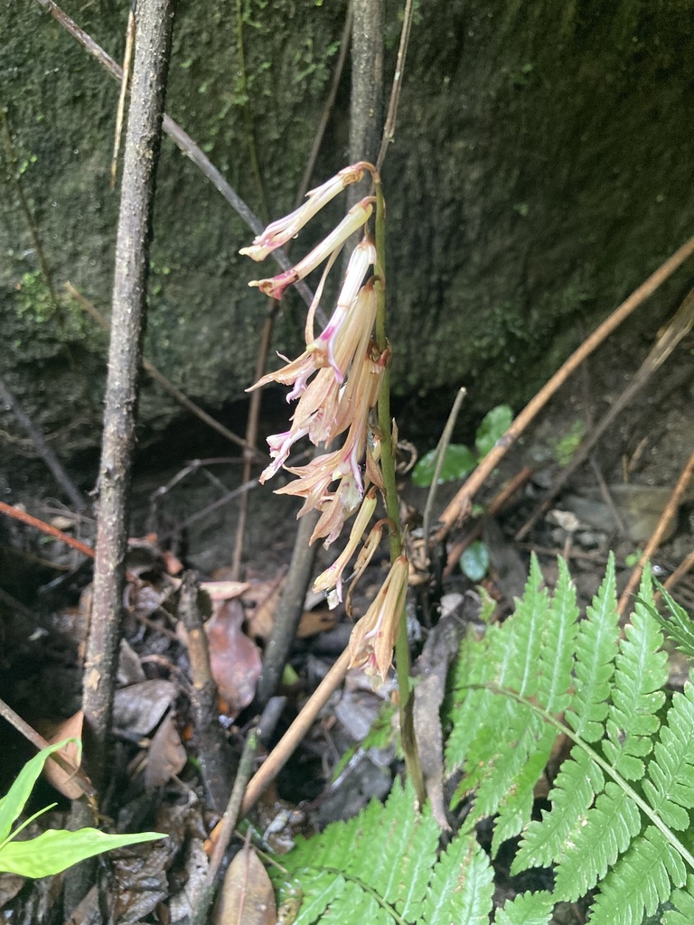 Cremastra appendiculata