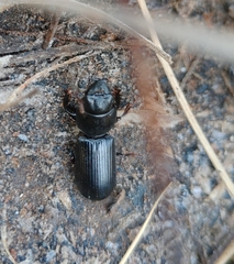 Scaritinae