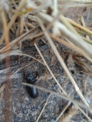 Scaritinae
