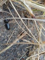 Scaritinae