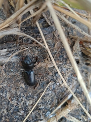 Scaritinae