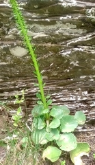 Umbilicus horizontalis