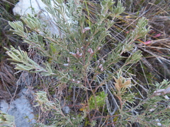 Indigofera hannariae