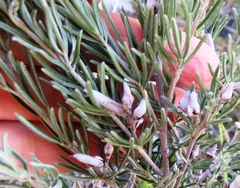 Indigofera hannariae