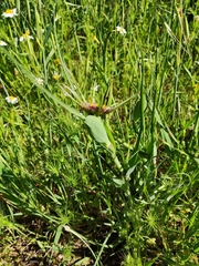 Tragopogon porrifolius
