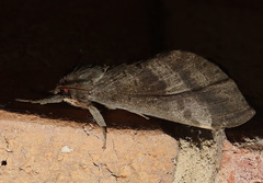 Oxycanus gelidus