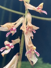 Cremastra appendiculata, photograph John Kenrick Gibson, CC0, iNaturalist via GBIF
