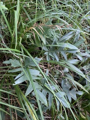 Philodendron pedatum