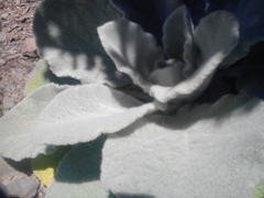 Verbascum rotundifolium