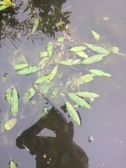 Potamogeton natans