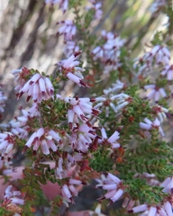 Erica interrupta