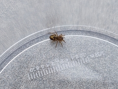 Amaurobius fenestralis