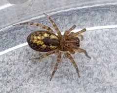 Amaurobius fenestralis