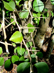 Gymnosporia nemorosa