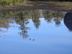 Petrochelidon pyrrhonota