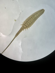 Taraxacum tortilobum