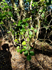 Gymnosporia nemorosa