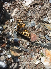 Eurranthis plummistaria