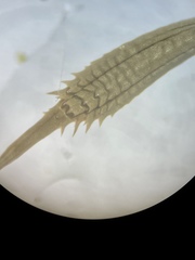 Taraxacum tortilobum